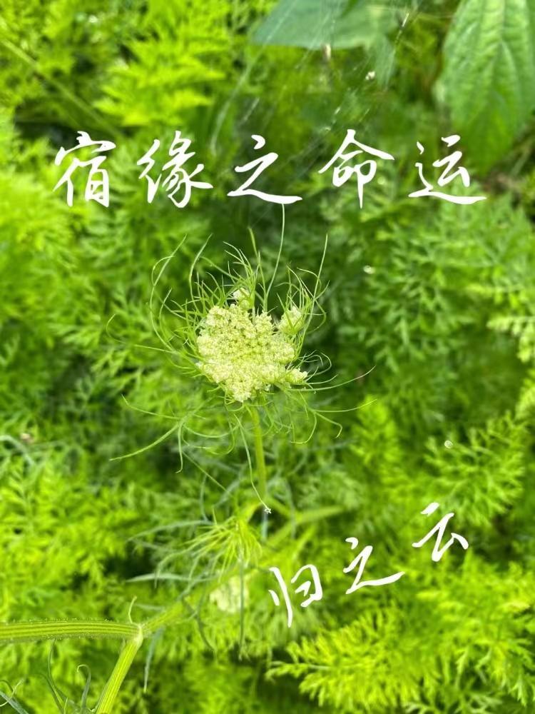 林小兰陈锋